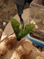 Euchloron megaera