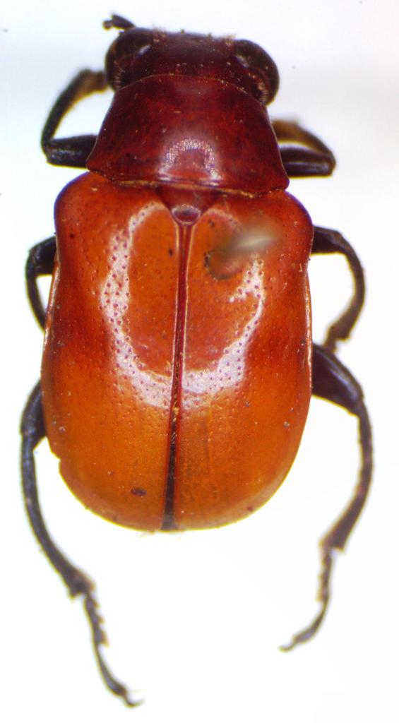 Mastostethus nigrocinctus