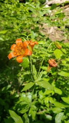 Lilium parvum