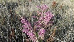 Erica chamissonis