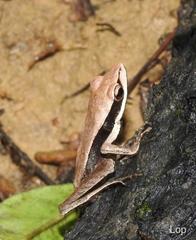 Clinotarsus alticola