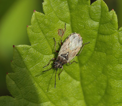 Nysiini