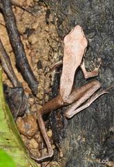 Clinotarsus alticola