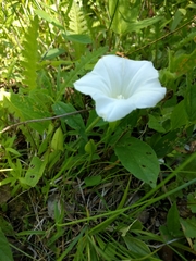 Calystegia spithamaea