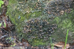 Peltigeraceae