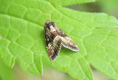 Photedes captiuncula