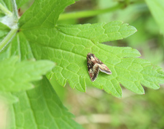 Photedes captiuncula