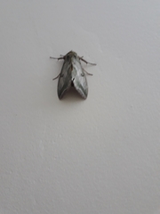 Eudocima materna