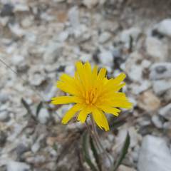 Leontodon anomalus