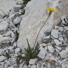 Leontodon anomalus