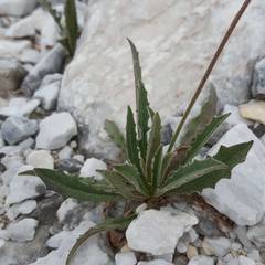 Leontodon anomalus