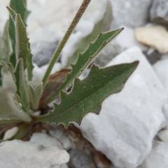 Leontodon anomalus