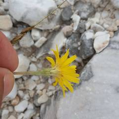 Leontodon anomalus