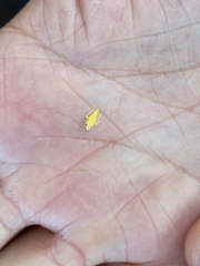 Graphocephala fennahi