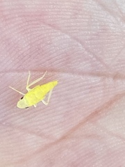 Graphocephala fennahi