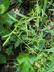 Dulichium arundinaceum