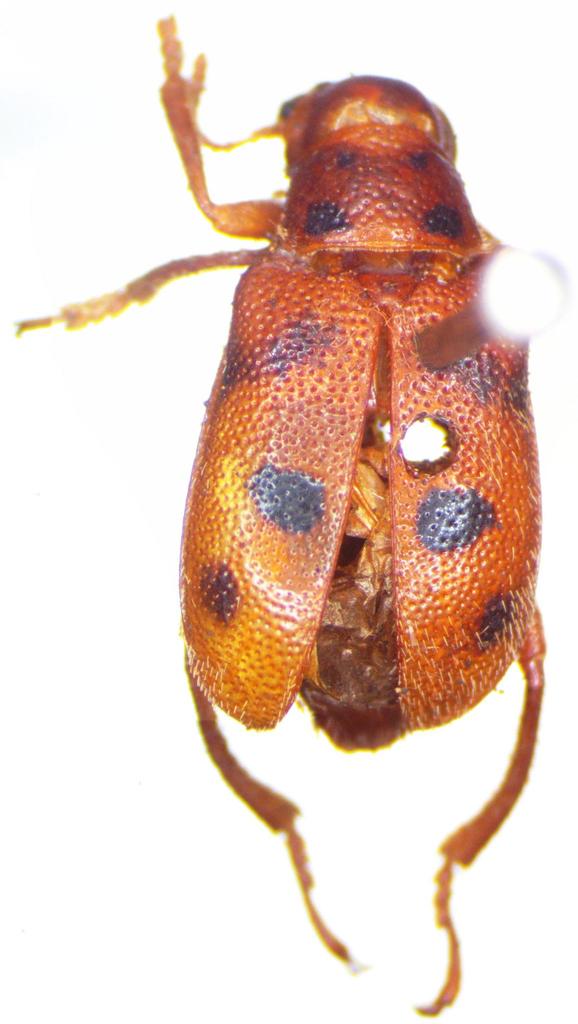 Mastostethus novemmaculatus