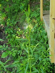 Dulichium arundinaceum