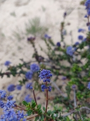 Ceanothus dentatus