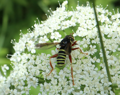 Spilomyia diophthalma