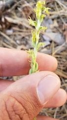 Platanthera colemanii