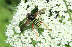 Spilomyia diophthalma