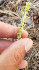 Platanthera colemanii