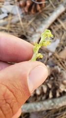 Platanthera colemanii