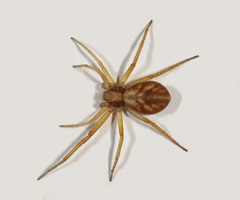 Philodromus rufus