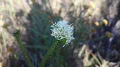 Agathosma hirta