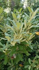 Notholithocarpus densiflorus echinoides