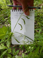 Carex davisii