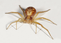 Philodromus rufus