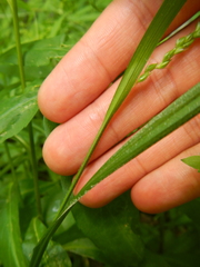 Carex davisii
