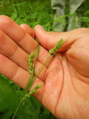 Carex davisii