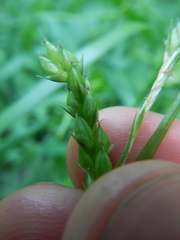 Carex davisii