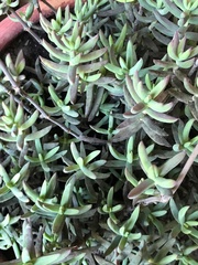 Crassula mollis