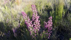 Erica nutans