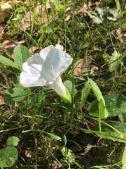 Calystegia spithamaea