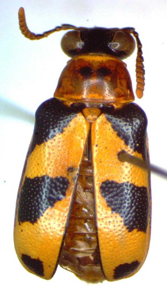 Mastostethus rubricollis