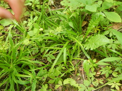 Carex laxiculmis copulata
