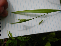 Carex laxiculmis copulata