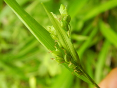 Carex laxiculmis copulata
