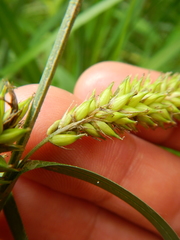 Carex hyalinolepis