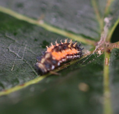Harmonia axyridis