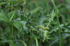 Cirsium arvense