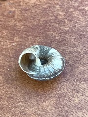 Oreohelix hemphilli