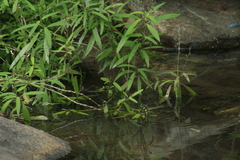 Anax immaculifrons