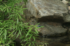 Anax immaculifrons