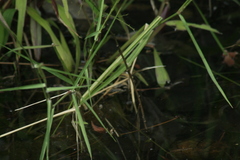 Anax immaculifrons